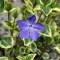 Vinca minor Variegata CS9 - Tarkalevelű kis meténg