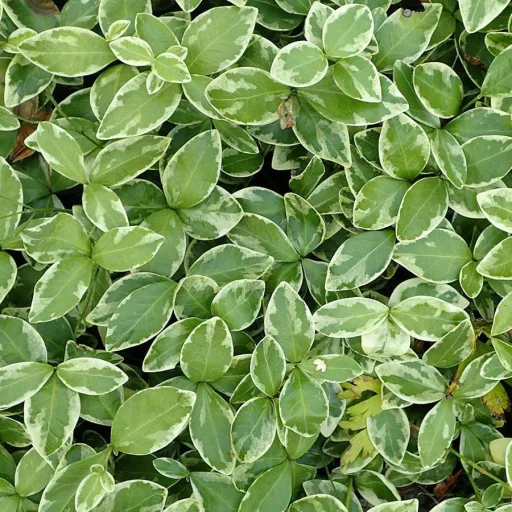 Vinca minor Variegata CS9 - Tarkalevelű kis meténg