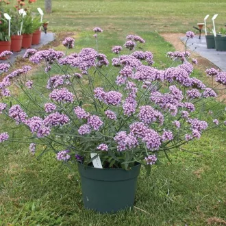 Verbena-bonariensis-Lollipop-CS14-Alacsony-ernyos
