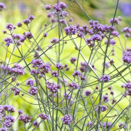 Verbena-bonariensis-Lollipop-CS14-Alacsony-ernyos
