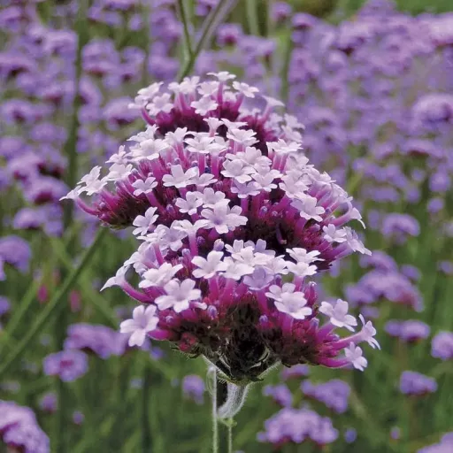 Verbena-bonariensis-Lollipop-CS14-Alacsony-ernyos