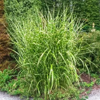 Miscanthus-sinensis-Little-Zebra-Torpe-zebrasas-CS
