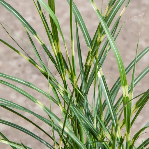 Miscanthus sinensis Little Zebra CS14 - Törpe zebrasás