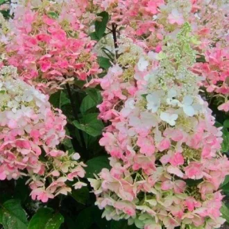 Hydrangea paniculata Candlelight K2 - Bugás hortenzia