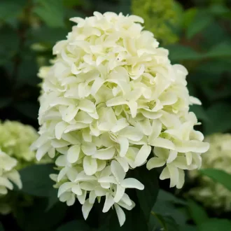 Hydrangea paniculata Skyfall K3 - Bugás hortenzia