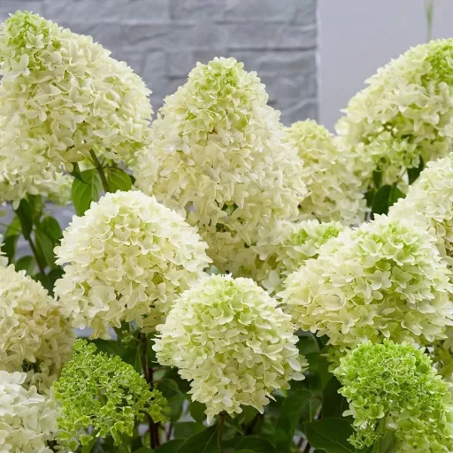 Hydrangea paniculata Skyfall K3 - Bugás hortenzia