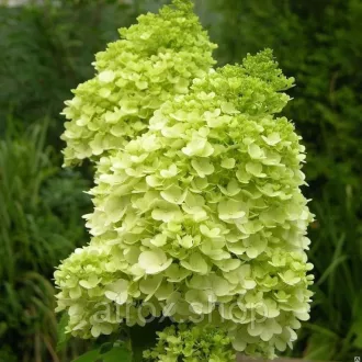 Hydrangea paniculata Mojito K3 - Bugás hortenzia