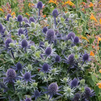 Eryngium-Kek-iringo