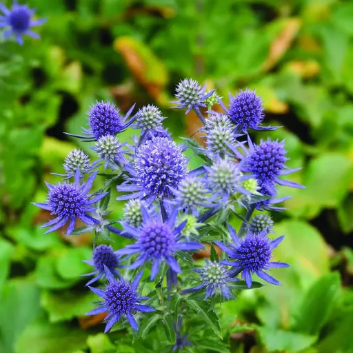 Eryngium-Kek-iringo