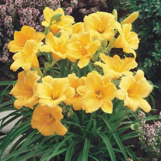 Hemerocallis-Stella-de-Oro-Sarga-torpe-sasliliom-C