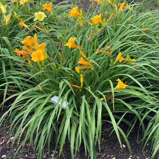 Hemerocallis-Stella-de-Oro-Sarga-torpe-sasliliom-C