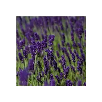 Lavandula-angustifolia-Hidcote-Levendula