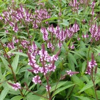 Verbena-hastata-Rosea-CS9-Dusviragu-rozsaszin-verb