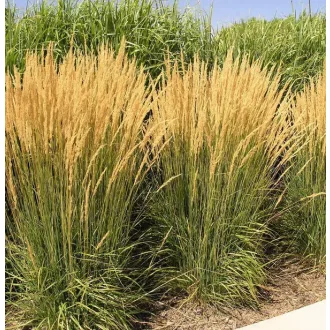 Calamagrostis-x-acutiflora-Karl-Foerster-Nadtippan