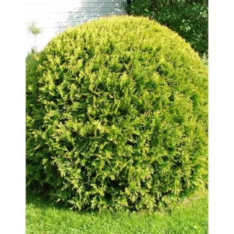 Thuja occidentalis Danica Aurea K3 - Törpe arany gömbtuja