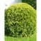 Thuja occidentalis Danica Aurea K3 - Törpe arany gömbtuja