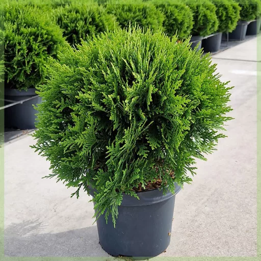 Thuja occidentalis Danica Aurea K3 - Törpe arany gömbtuja