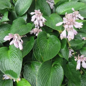 Hosta Devon Green CS14 - Árnyékliliom – Évelő növények