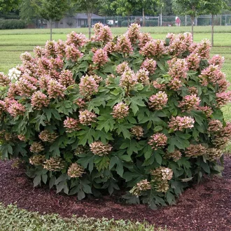 Hydrangea quercifolia - Tölgylevelű hortenzia K2