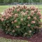 Hydrangea quercifolia - Tölgylevelű hortenzia K2 – Bugás hortenzia