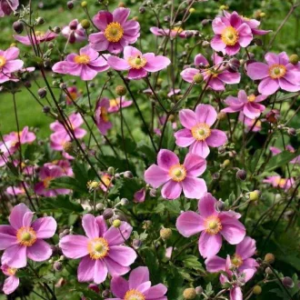 Anemone hybrida - Féltelt, rózsaszín szellőrózsa CS9 – Évelő növények