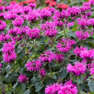 Monarda didyma CS9 - Kárminpiros méhbalzsam – Évelő növények