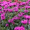 Monarda didyma CS9 - Kárminpiros méhbalzsam – Évelő növények