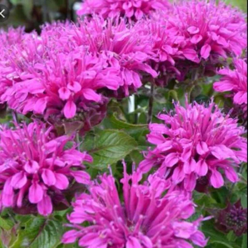 Monarda didyma CS9 - Kárminpiros méhbalzsam – Évelő növények