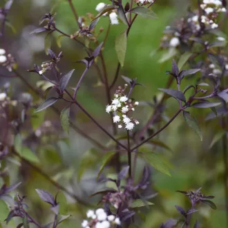 Eupatorium rugosum Chocolate CS14 - Bordó levelű sédkender – Évelő növények