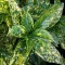 Aucuba japonica Crotonifolia - Japán tarka babérsom K1