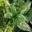 Aucuba japonica Crotonifolia - Japán tarka babérsom K1