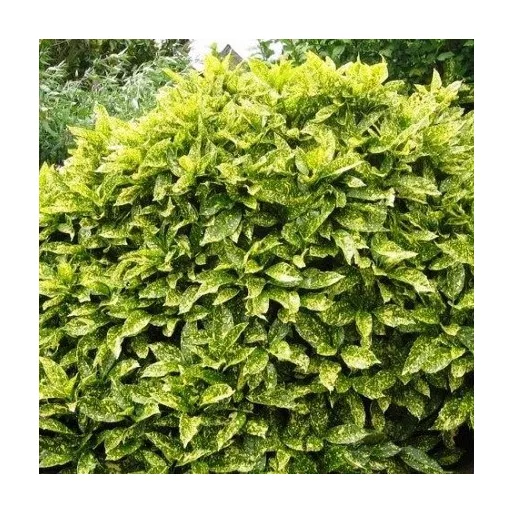 Aucuba japonica Crotonifolia - Japán tarka babérsom K1
