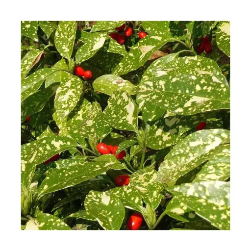 Aucuba japonica Crotonifolia - Japán tarka babérsom K1