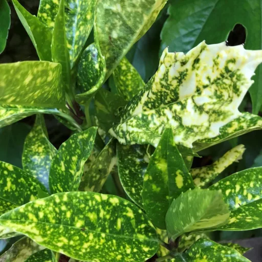 Aucuba japonica Crotonifolia - Japán tarka babérsom K1
