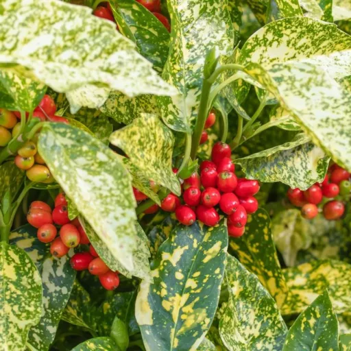 Aucuba japonica Crotonifolia - Japán tarka babérsom K1