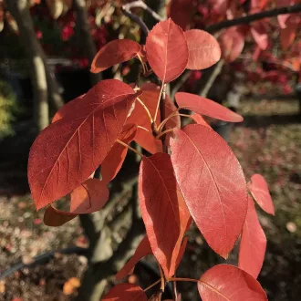 Amelanchier lamarckii K4 - Mézalmácska – Díszcserjék