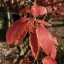 Amelanchier lamarckii K4 - Mézalmácska – Díszcserjék