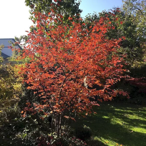 Amelanchier lamarckii K4 - Mézalmácska – Díszcserjék