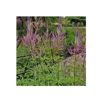 Veronicastrum virginicum Pink Glow CS14 - Virginiai veronika – Évelő növények