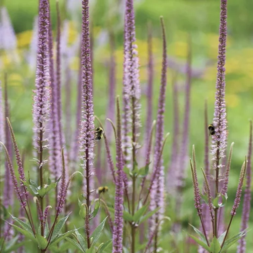 Veronicastrum virginicum Pink Glow CS14 - Virginiai veronika – Évelő növények