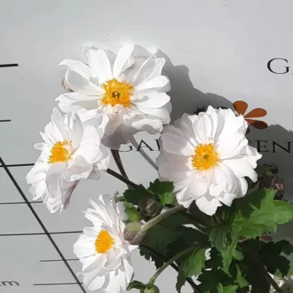 Anemone - Dupla fehér virágú szellőrózsa CS14 – Évelő növények
