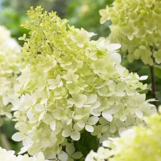 Hydrangea paniculata Bobo K3 - Bugás hortenzia