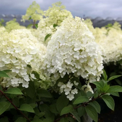 Hydrangea paniculata Bobo K3 - Bugás hortenzia