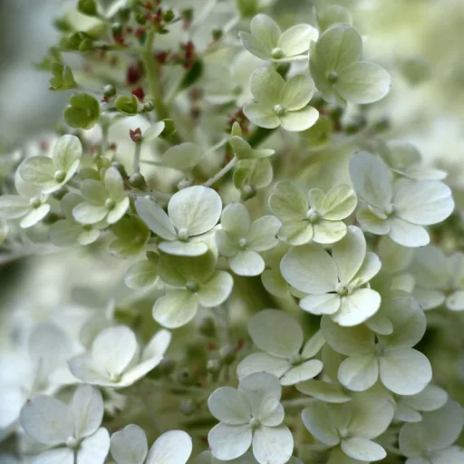 Hydrangea paniculata Bobo K3 - Bugás hortenzia