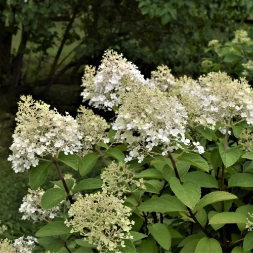 Hydrangea paniculata Bobo K3 - Bugás hortenzia