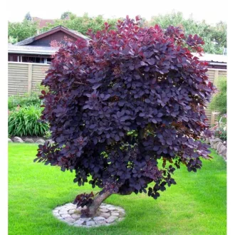  Cotinus coggygria Royal Purple MT70 - Magastörzsű bíbor cserszömörce