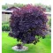 Cotinus coggygria Royal Purple MT70 - Magastörzsű bíbor cserszömörce