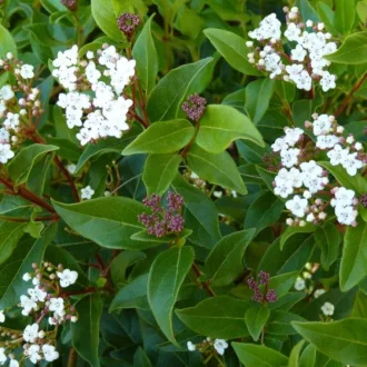 Viburnum Tinus K2 - Téli bangita