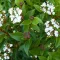 Viburnum Tinus K2 - Téli bangita