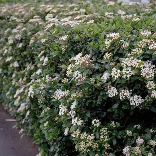 Viburnum Tinus K2 - Téli bangita